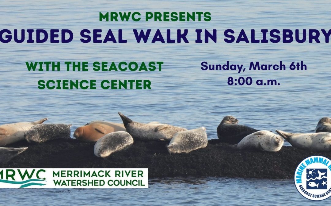 Seal Walk with the Seacoast Science Center