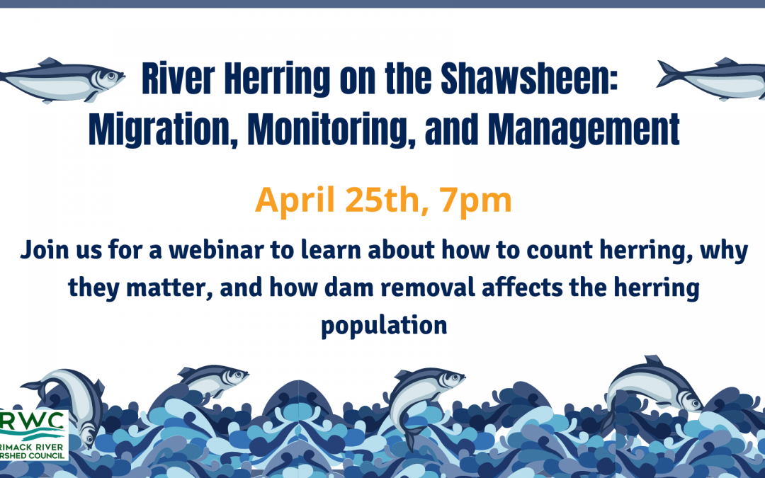 River Herring on the Shawsheen: Migration, Monitoring, and Management (webinar)