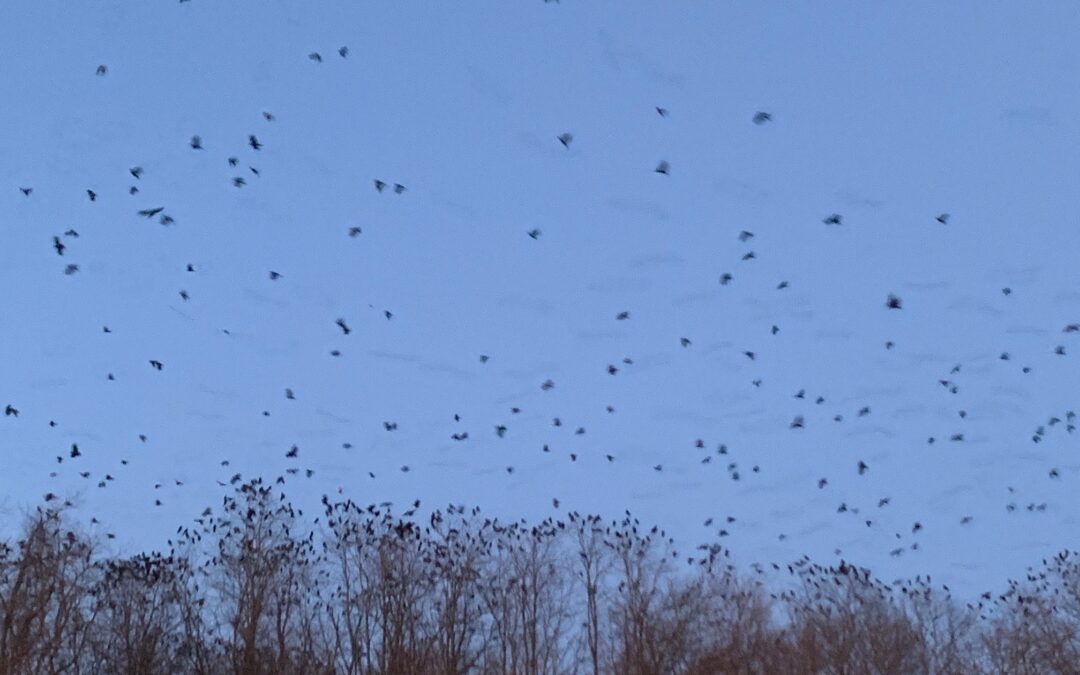 Crow Show, Live and In Person